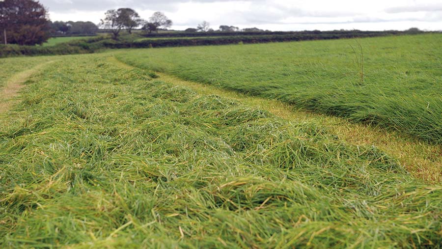 Keith Williams' silage field