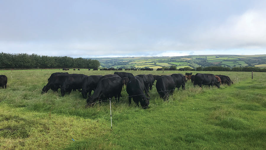 Cattle grazing in Exmoor