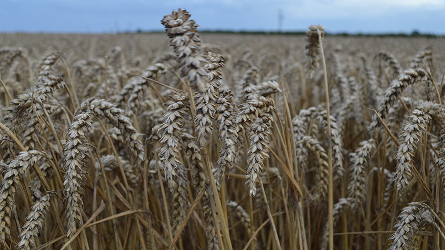 Wheat field