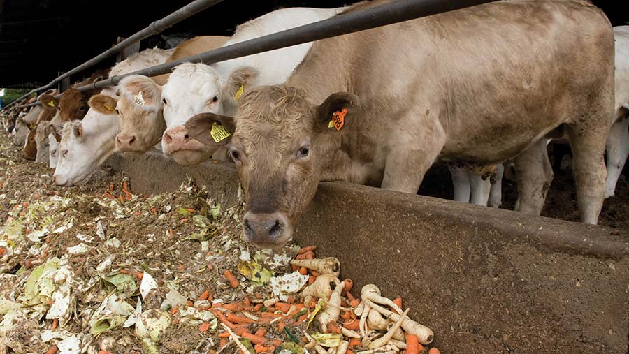 Alternative feeds for beef cattle and what to consider - Farmers Weekly