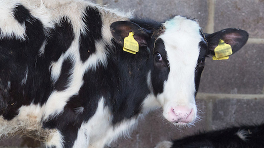 How a dairy farm is controlling mycoplasma using vaccination Farmers