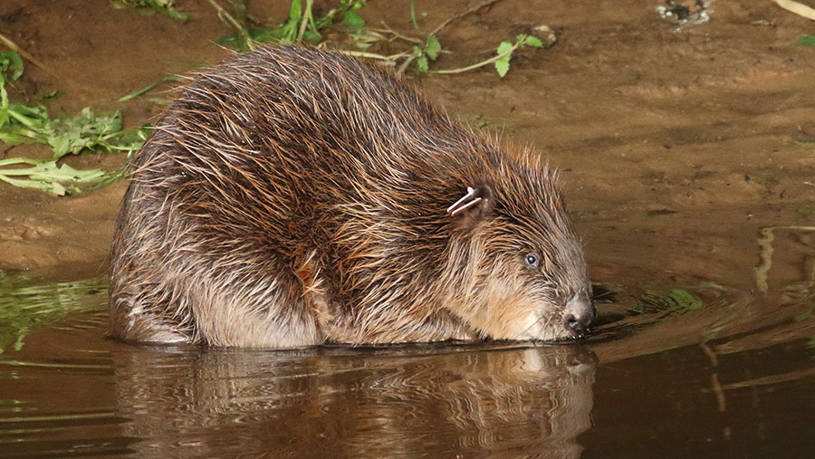 © Mike Symes/Devon Wildlife Trust