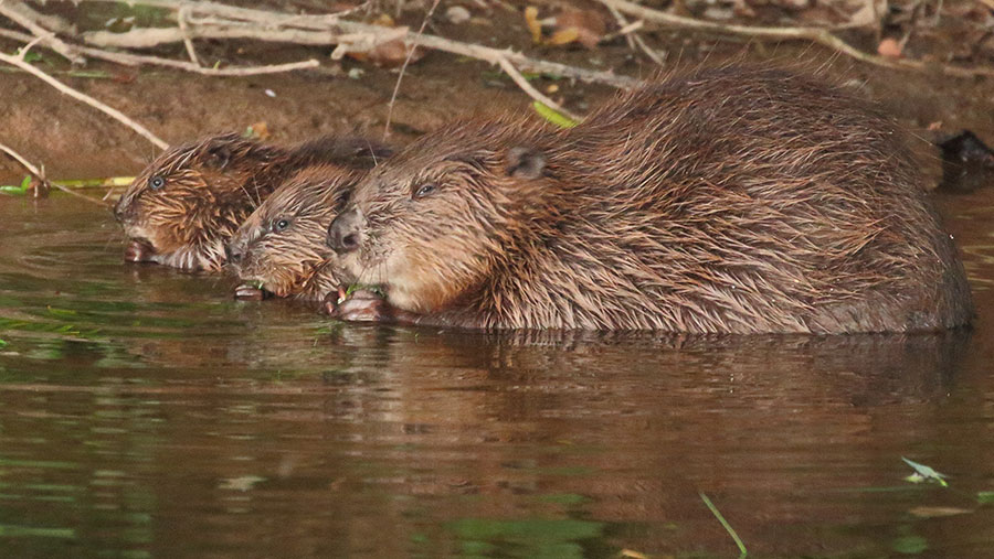 Beaver with kits