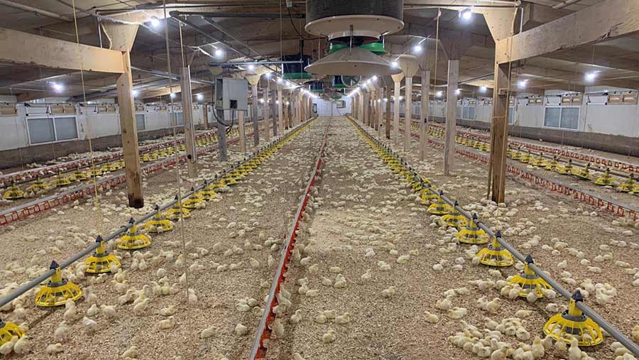 Broilers in shed