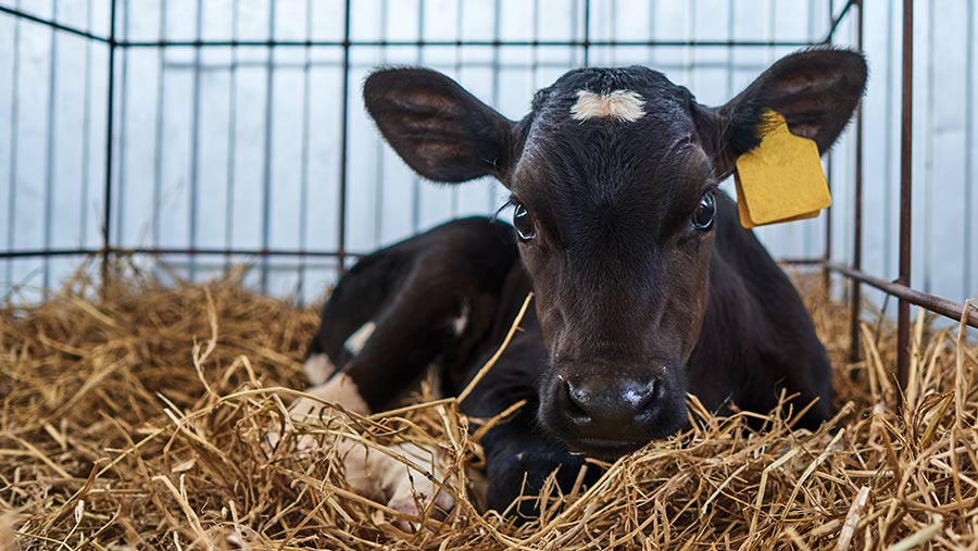 Calves from Johne’s-positive animals should be calved in isolation and not retained for breeding © Adobe Stock