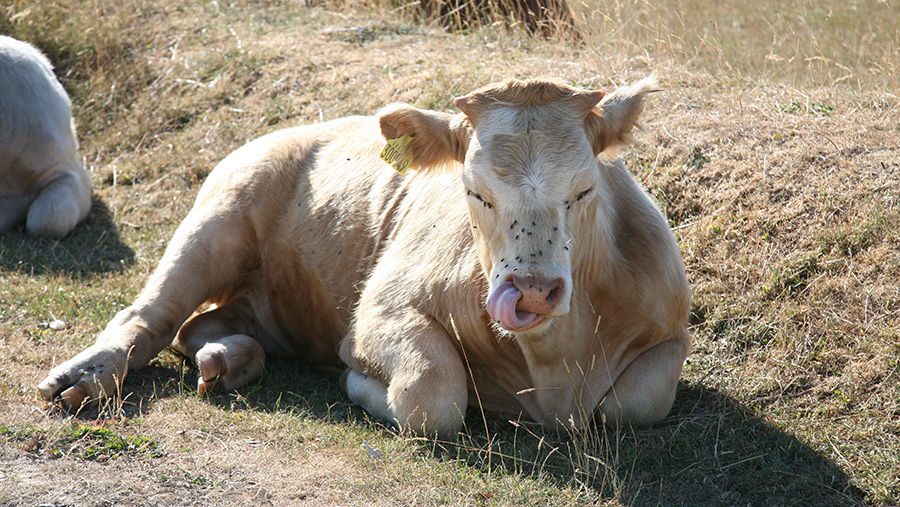 Cattle on Rodborough Common