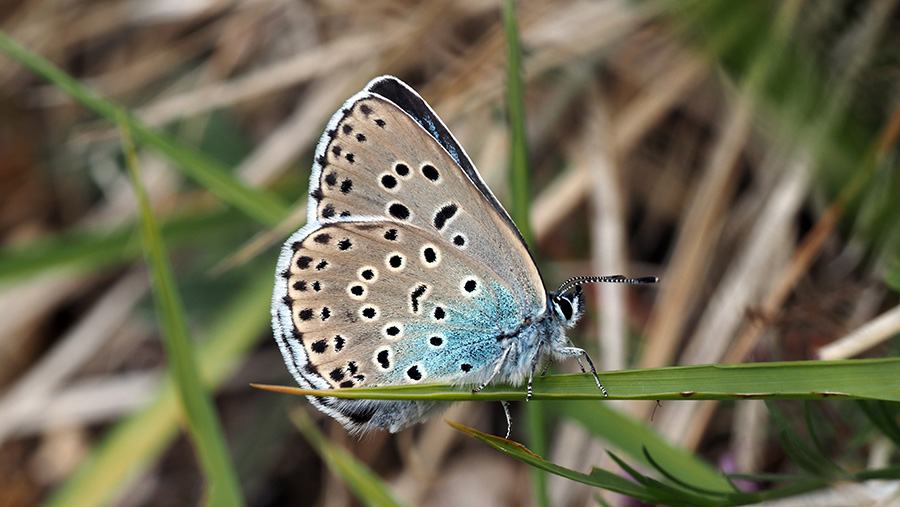 Female large blue on Rodborough Common in Gloucestershire © Sarah Meredith