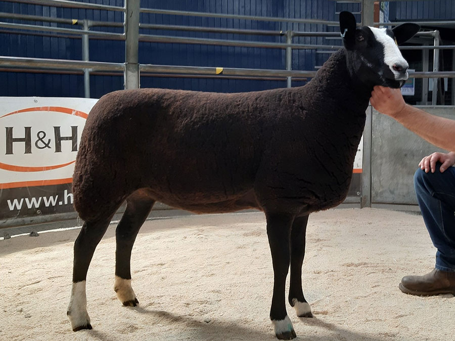 Zwartbles gimmer