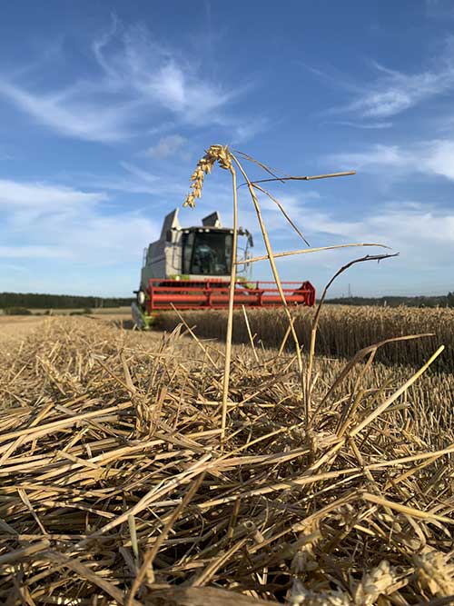 Wheat harvest