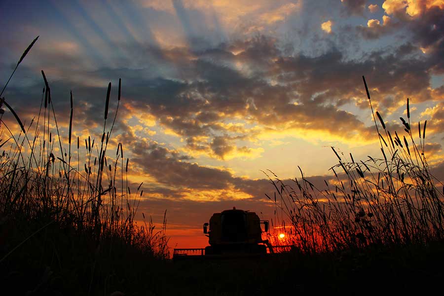 Harvest at sunset