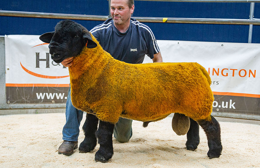 Suffolk ram