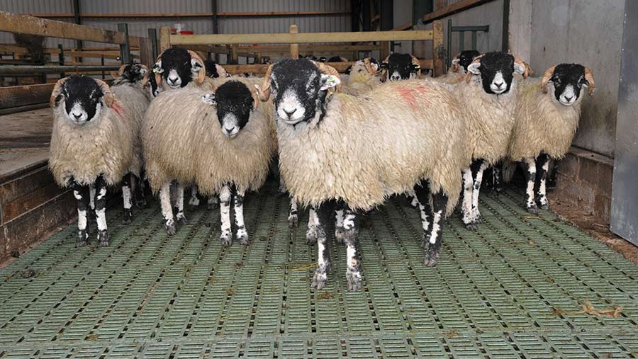 Sheep standing on slats
