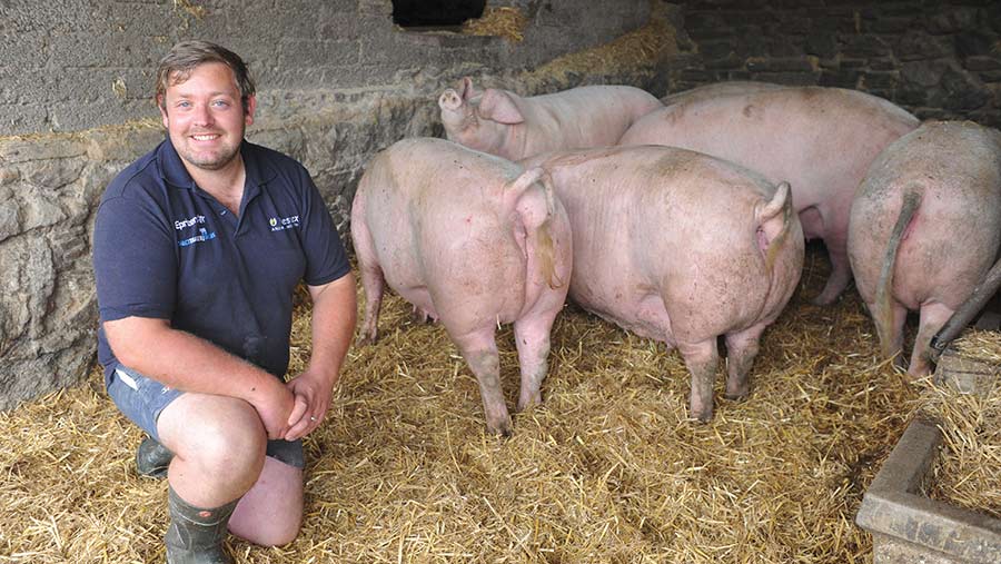 Stuart Williams with his Welsh pigs