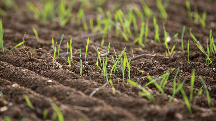 Young winter wheat plants in ground