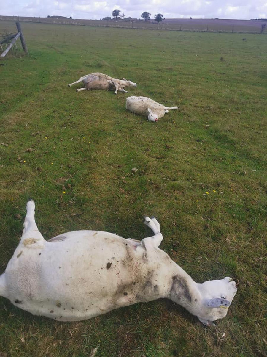 Dead sheep in field