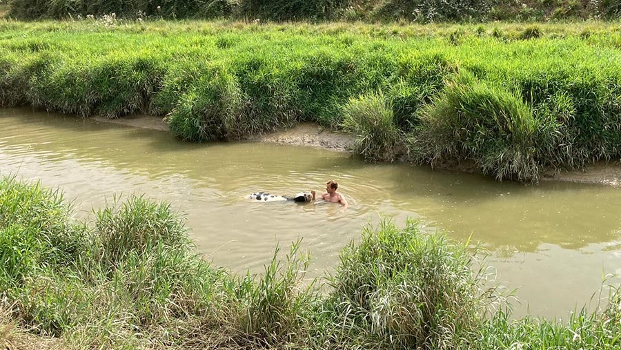 Farmer Ryan Gue rescues heifer from river