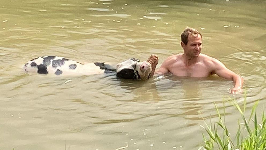 Farmer Ryan Gue rescues heifer from river