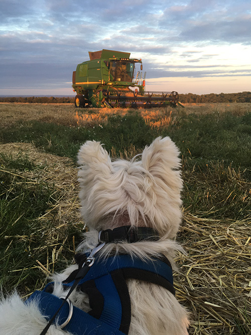 Dog watching harvest