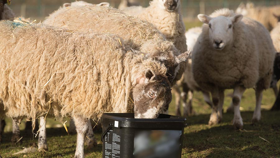 Multipurpose mineral supplements can be a waste of money and even harmful to the flock © Tim Scrivener