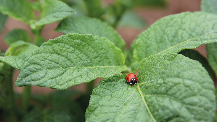 Ladybird on potato leaf