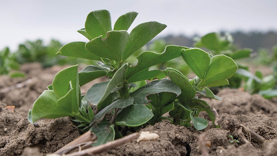 small winter beans plants in soil