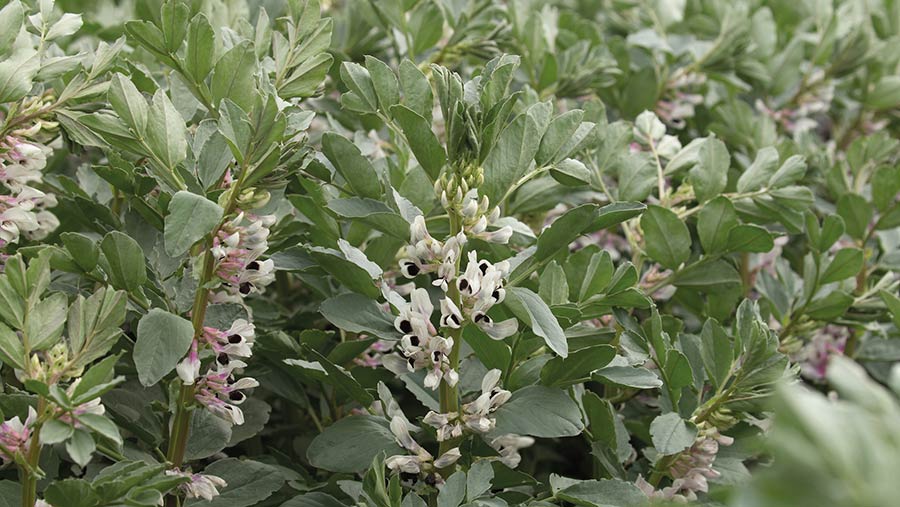 Winter beans in flower