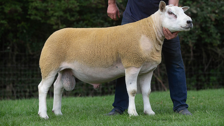 Whitehart Class Act lamb