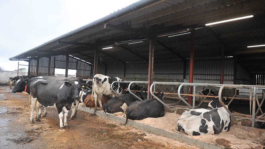Cows in outdoor cubicles