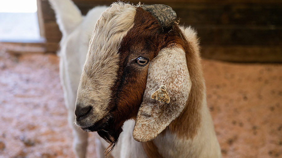 A surrogate sire goat © Washington State University