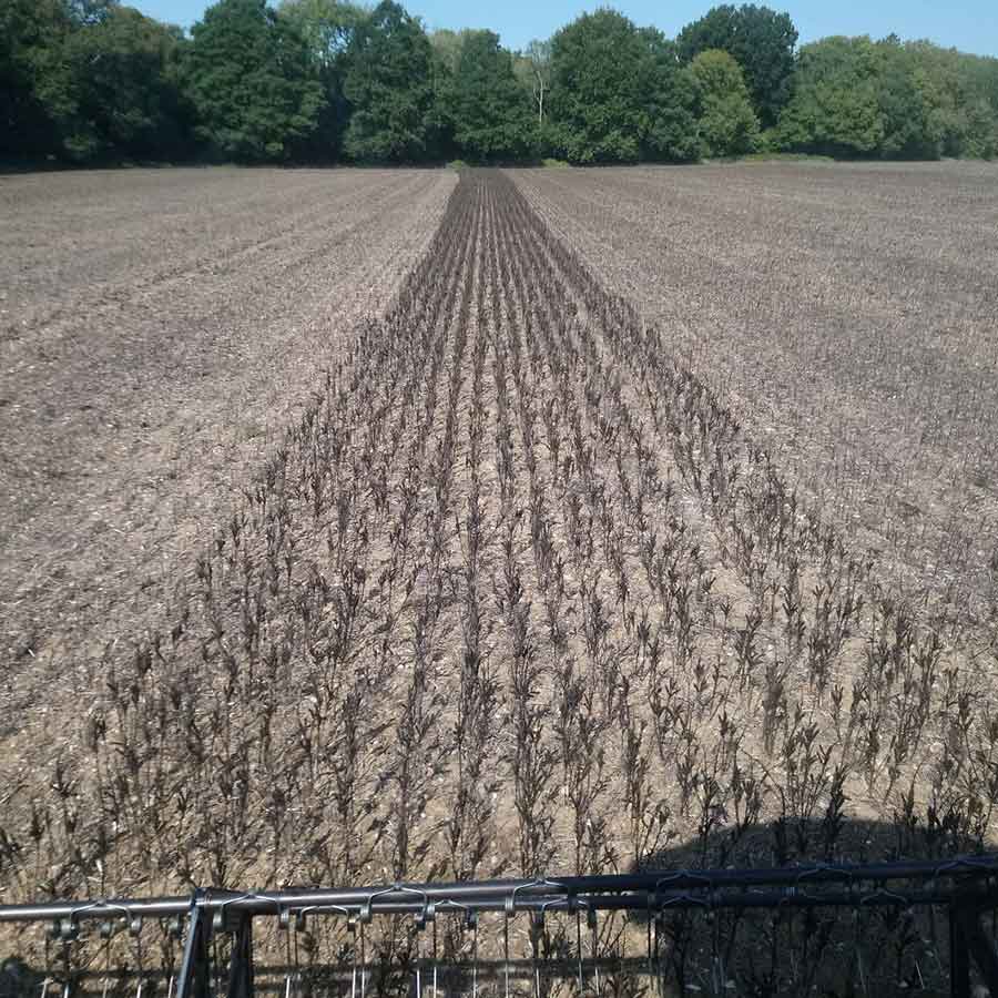 Charlie Findt combines his final stretch of beans at harvest 2020