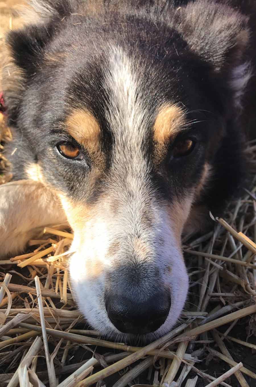 Close up of dog's face in field