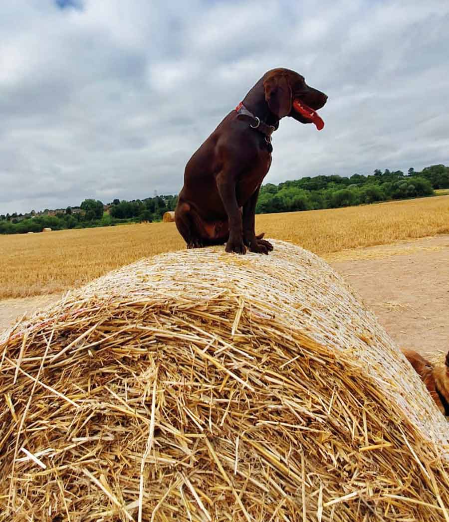 Dog sitting on bale of hay in field