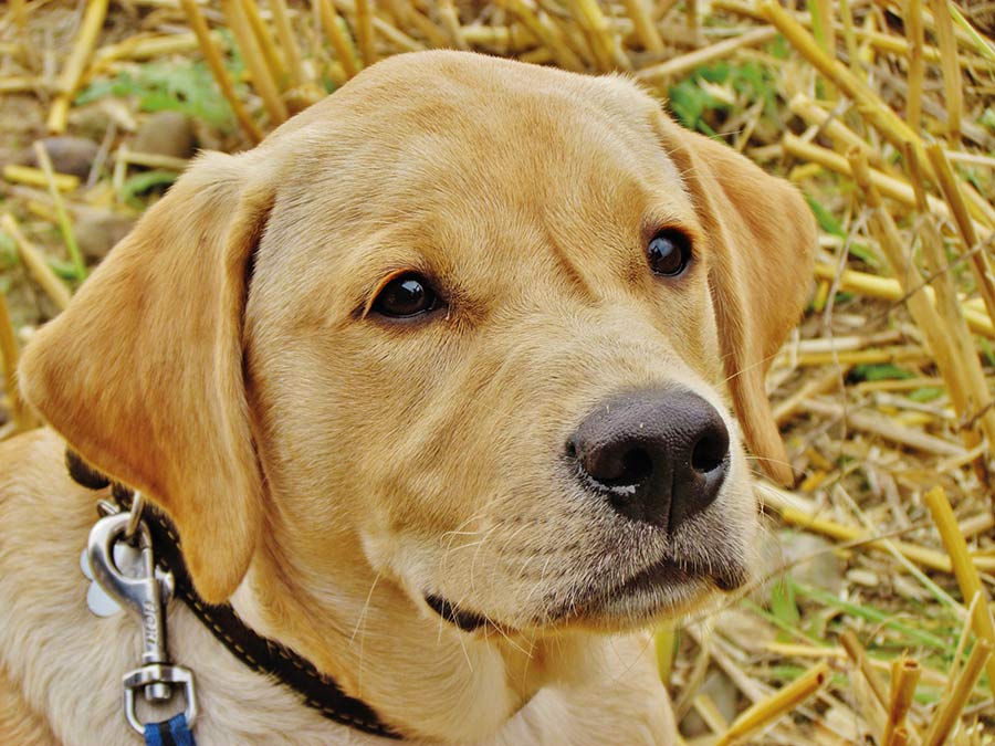 Close up of dog in field