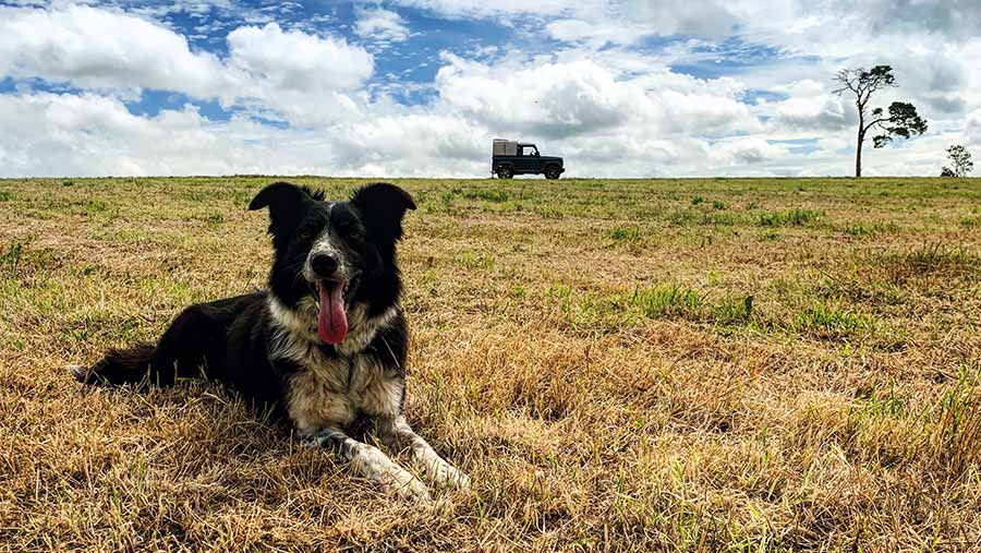 Roo the dog in field with tractor