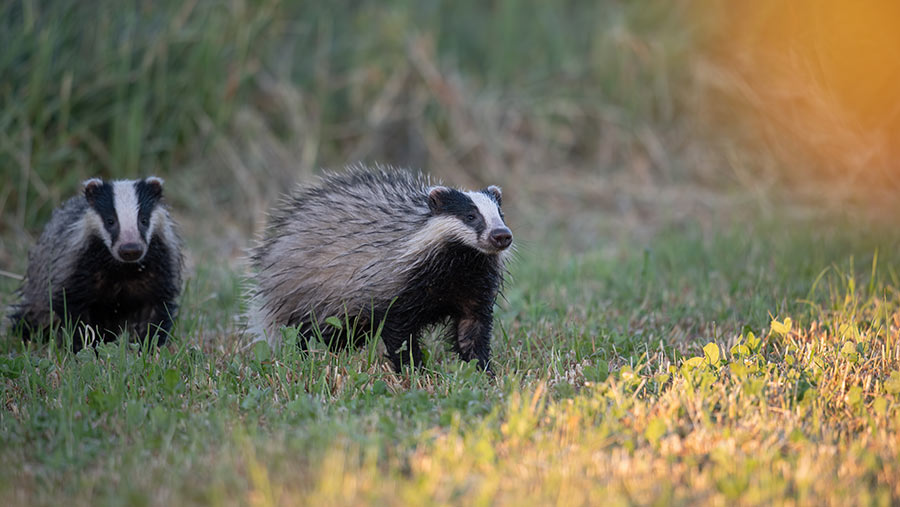 Defra urged to 'come clean' on badger culling data - Farmers Weekly