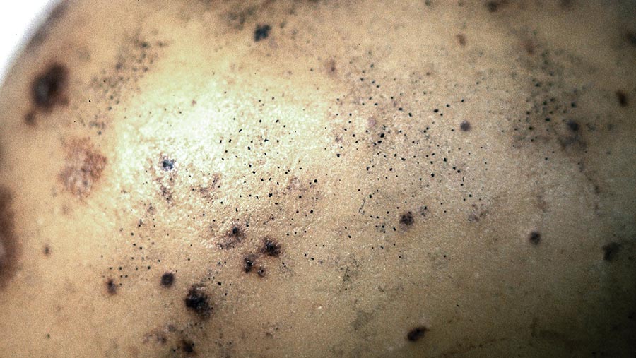Black dot disease on potato