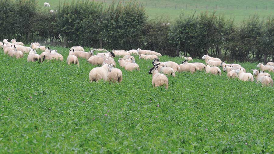 Lambs in red clover