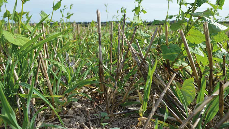 Small oilseed rape plants