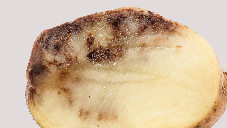 Potato with tuber blight