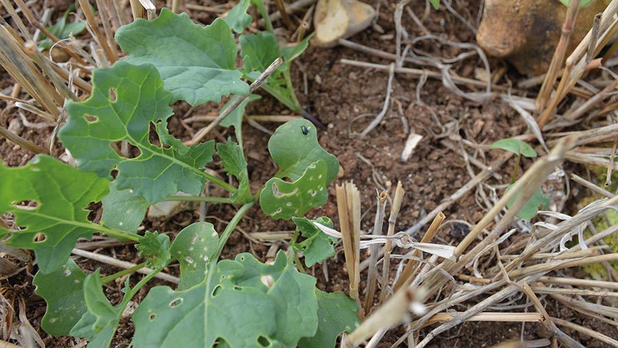 Flea beetle damage to young Oilseed rape plants