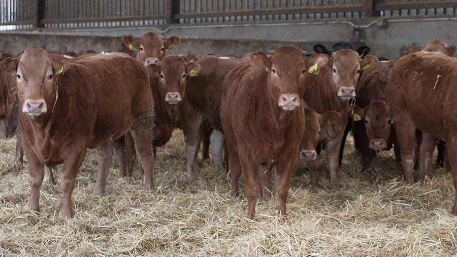 10 Things To Consider When Housing Beef Cattle This Autumn Farmers Weekly 1114