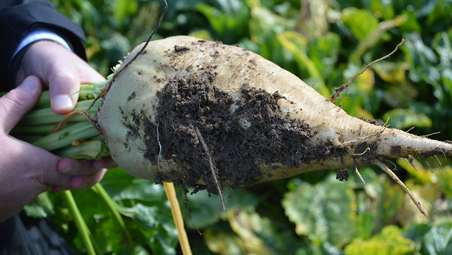 Close-up opf sugar beet plant