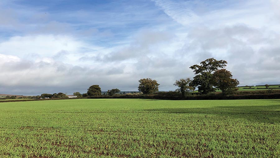 Field with broadcast winter barley