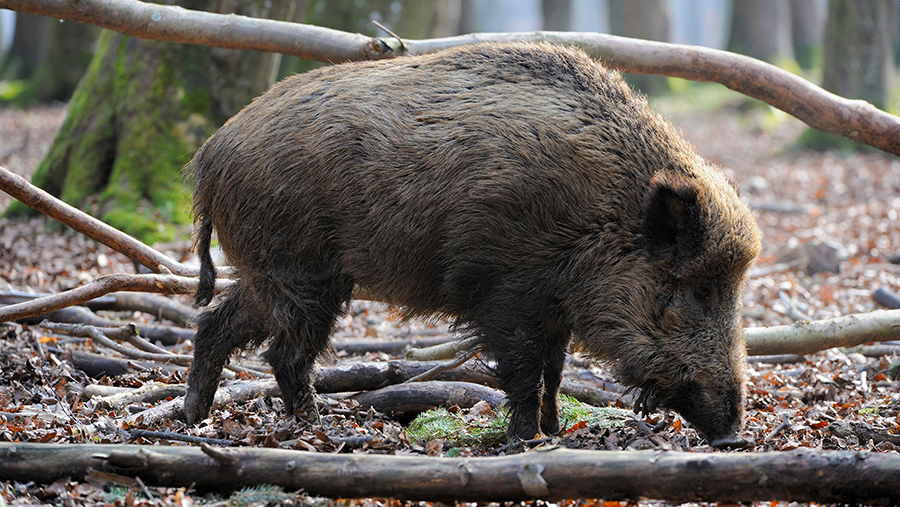 Drone footage reveals suspected African swine fever hotspot - Farmers ...