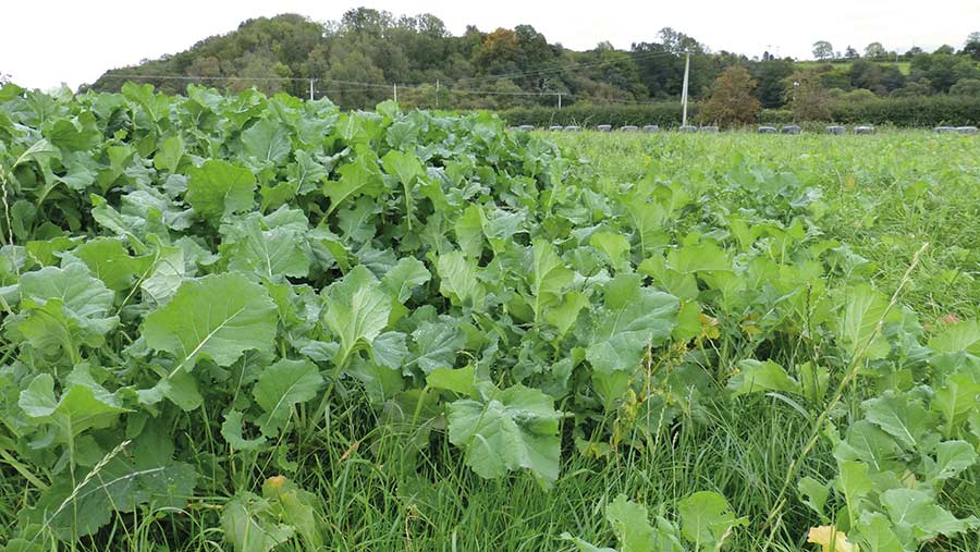 kale/rape hybrid