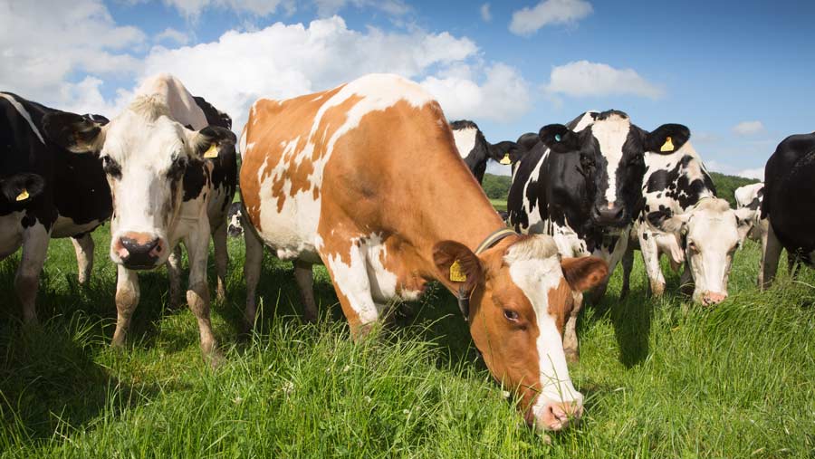 Net-zero carbon goal a ‘huge challenge’ for livestock, study finds ...