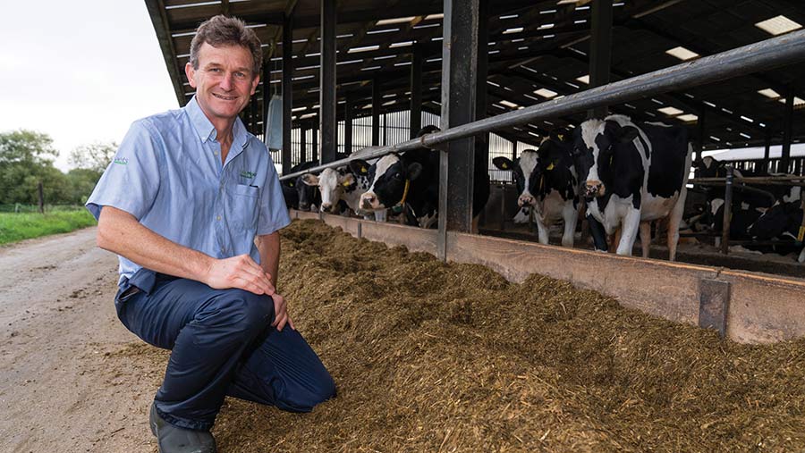 Julien Allen with dairy cows in shed