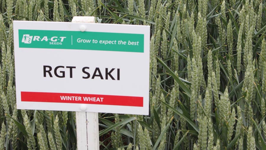 Saki variety winter wheat crop