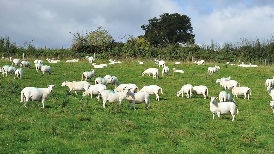 sheep at grass