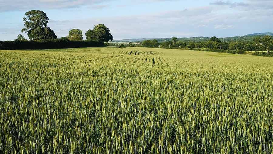 Winter wheat crop